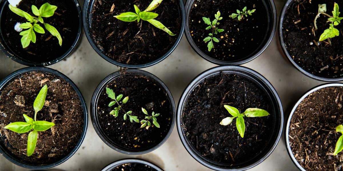 A Flavorful Home Makeover: Turning Window Boxes into Edible Gardens